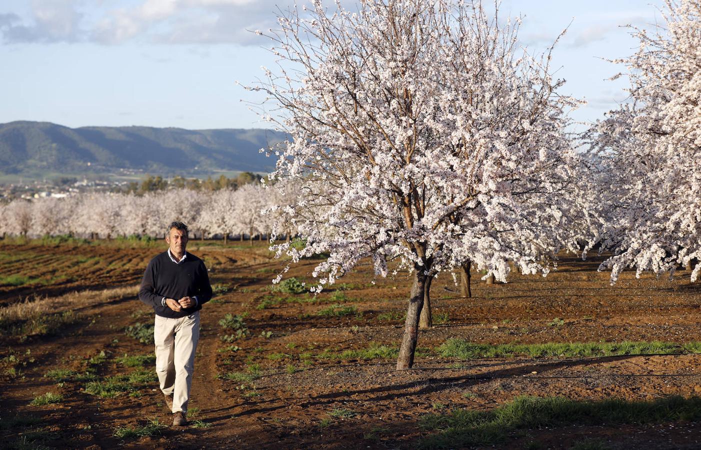 En imágenes, la magia de los almendros en flor de Córdoba