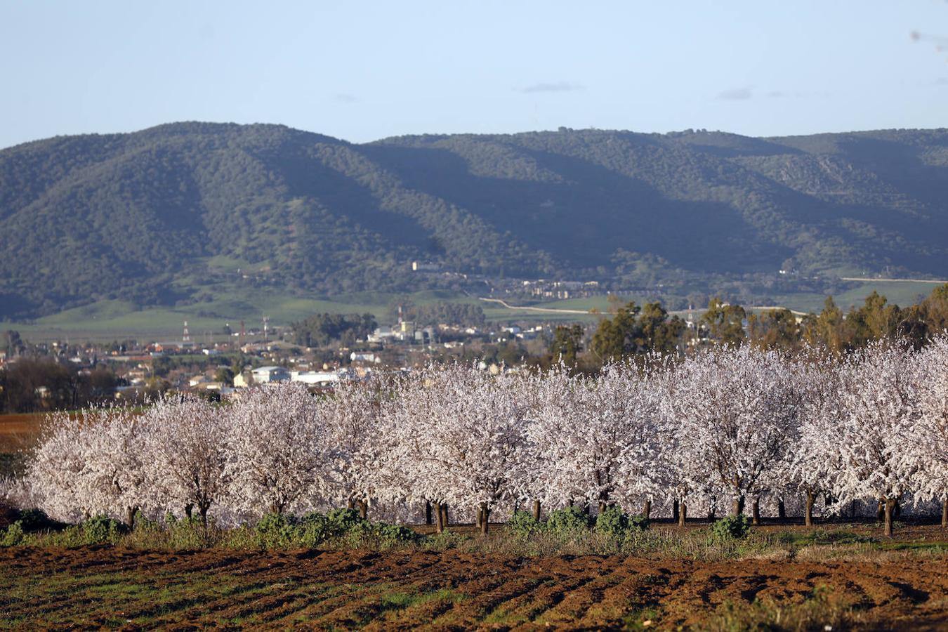 En imágenes, la magia de los almendros en flor de Córdoba