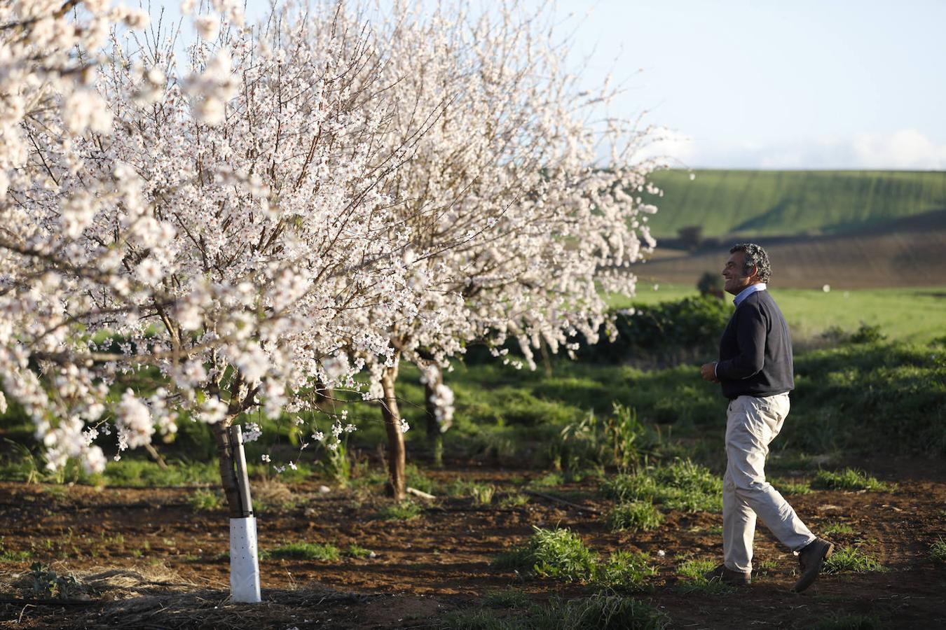 En imágenes, la magia de los almendros en flor de Córdoba