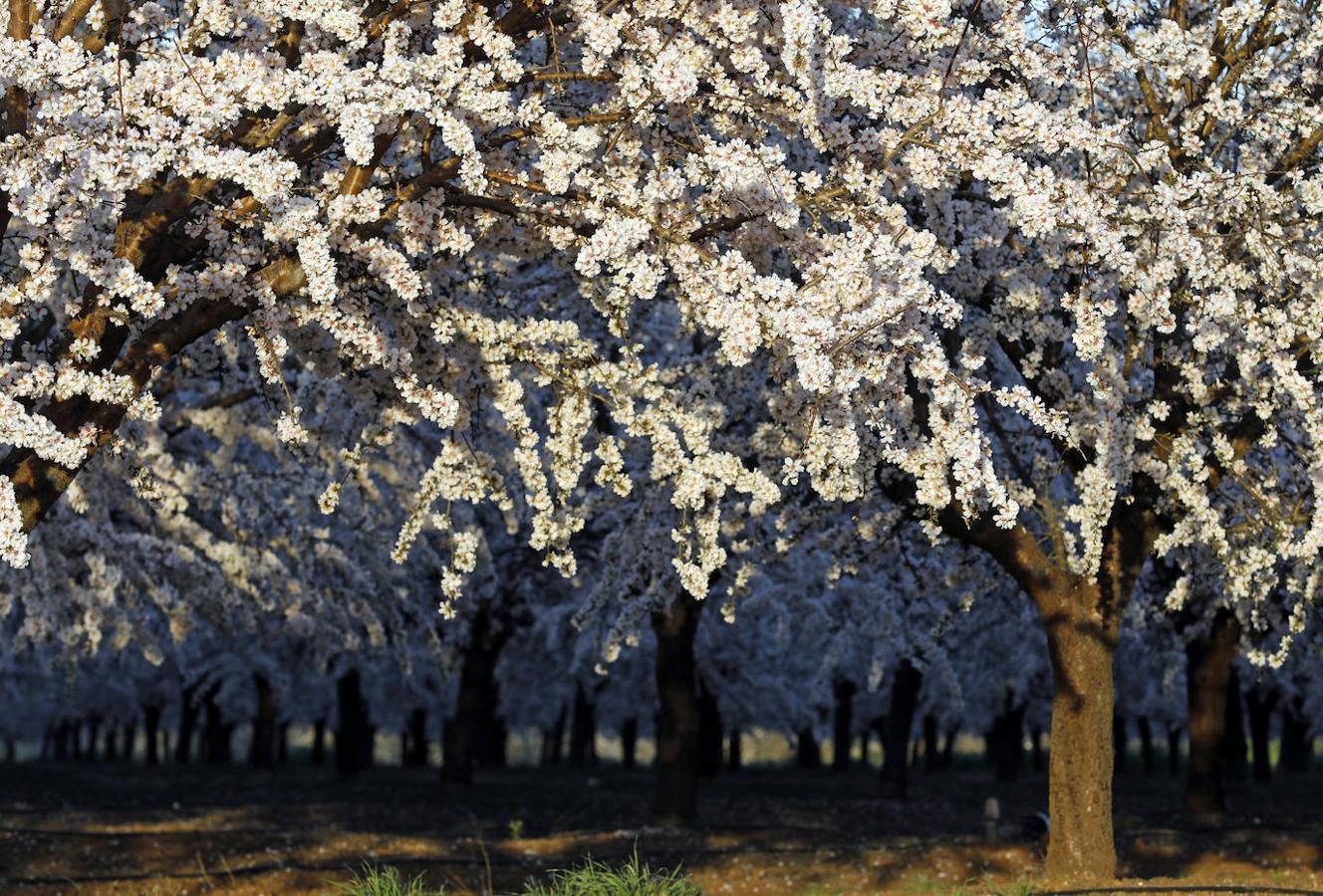 En imágenes, la magia de los almendros en flor de Córdoba