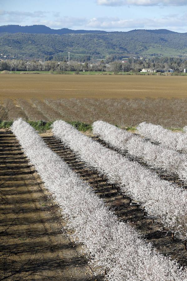 En imágenes, la magia de los almendros en flor de Córdoba