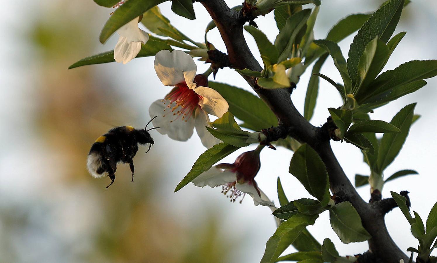 En imágenes, la magia de los almendros en flor de Córdoba