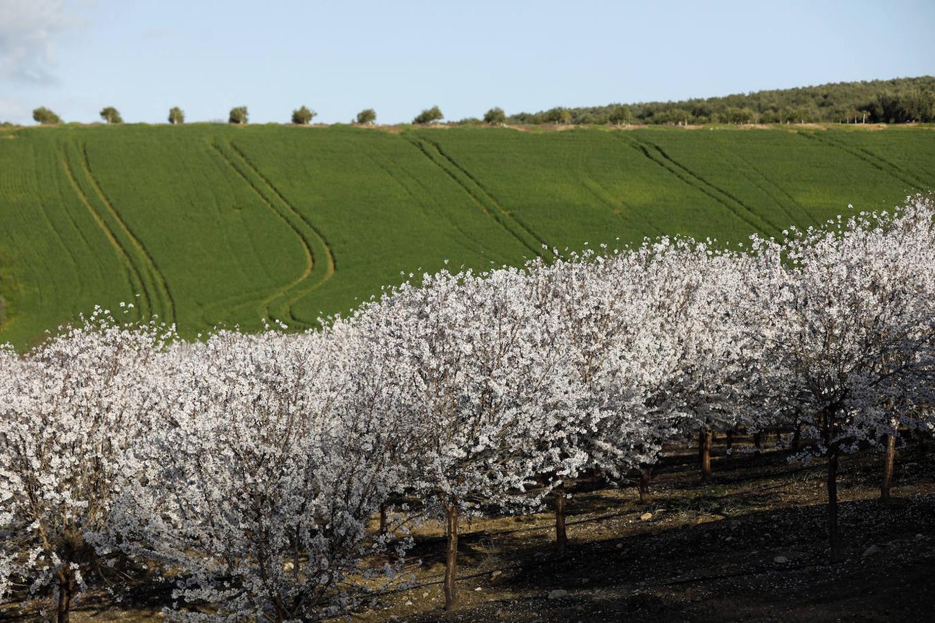 En imágenes, la magia de los almendros en flor de Córdoba