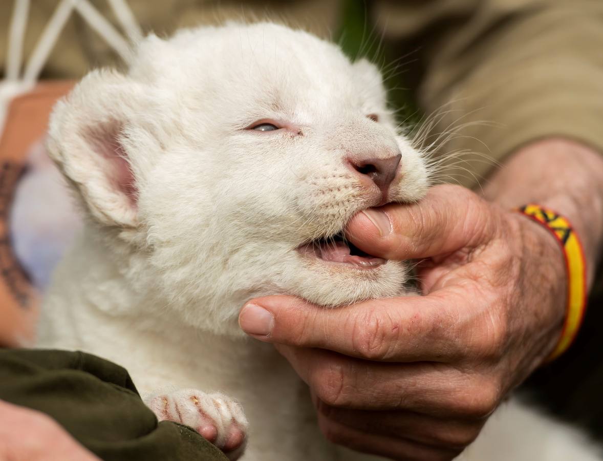 Fotogalería: Nace «The White King»,  pequeño león blanco de Sevilla