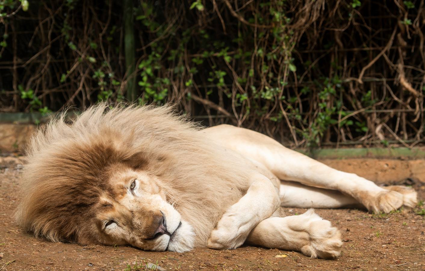 Fotogalería: Nace «The White King»,  pequeño león blanco de Sevilla