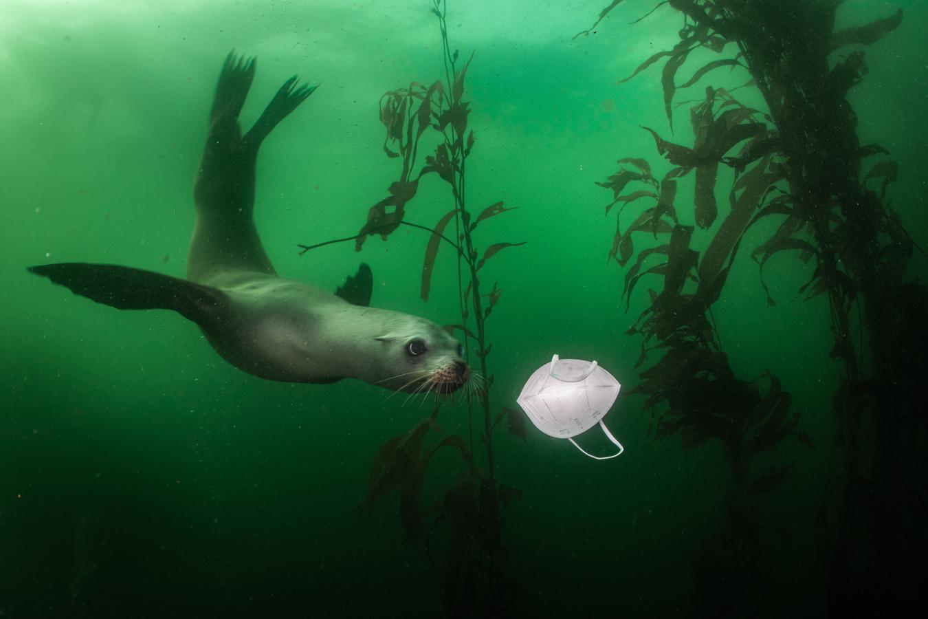 (Nominada a la 'Mejor fotografía del medio ambiente') León marino de California junto a una mascarilla. Con los confinamientos por la pandemia, los lugares naturales y al aire libre con mucha vida silvestre se convirtieron en un destino popular para los viajes locales llenándose de mascarillas abandonadas. 