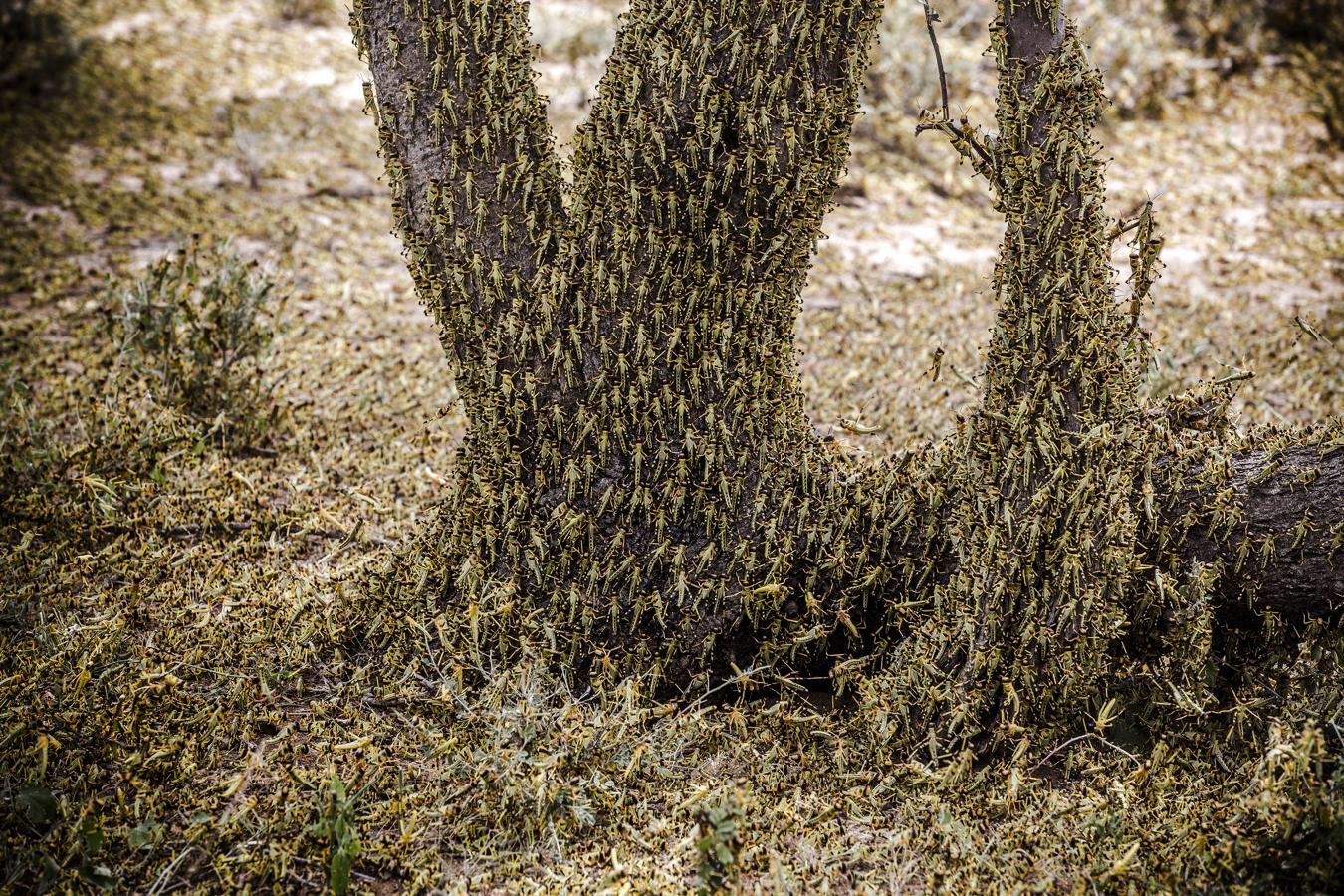 (En 'Reportajes de naturaleza') A principios de 2020, Kenia experimentó su peor infestación de langostas del desierto en 70 años. Enjambres de langostas de la Península Arábiga habían migrado a Etiopía y Somalia en el verano de 2019. 