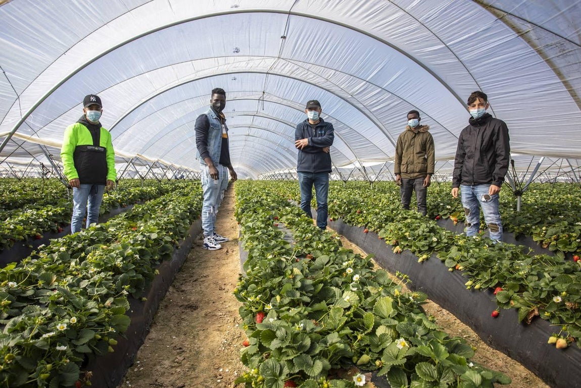 Campos de fresas: en busca de la fruta perfecta