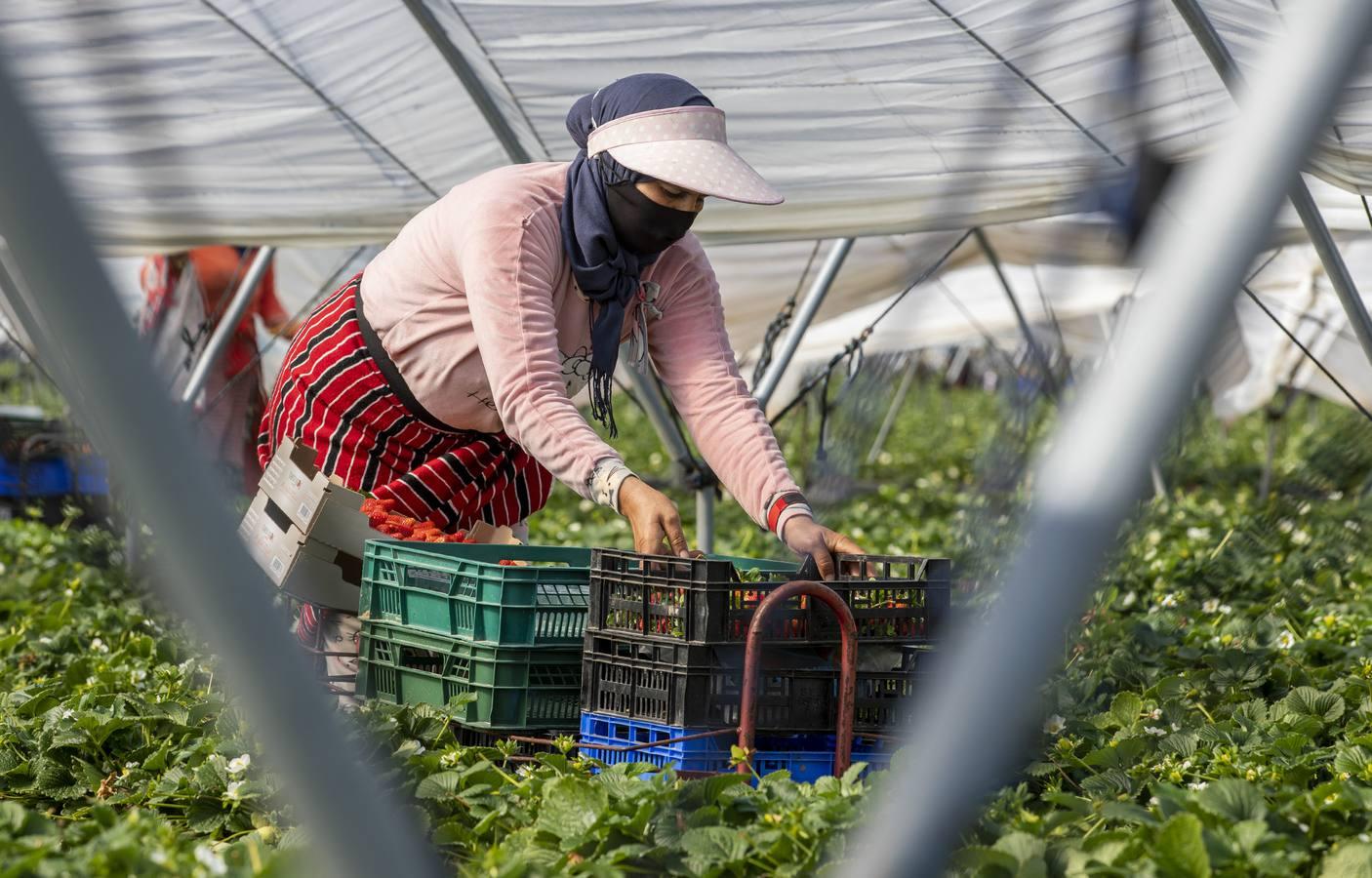 Campos de fresas: en busca de la fruta perfecta