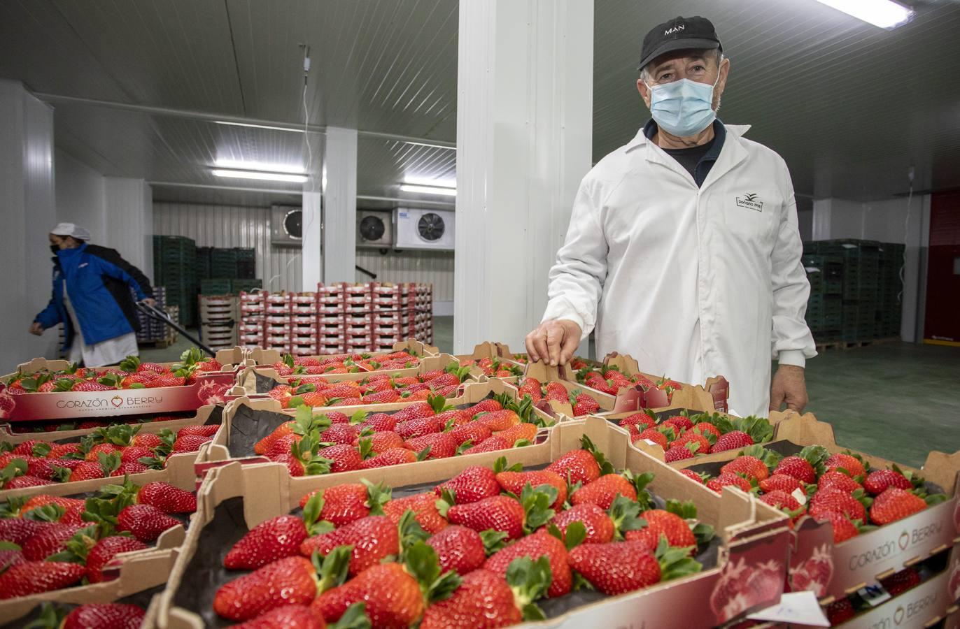 Campos de fresas: en busca de la fruta perfecta