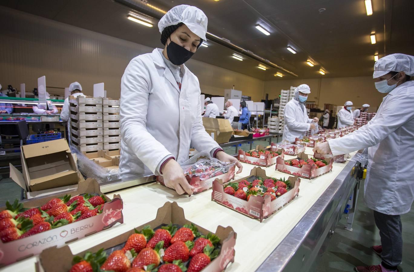 Campos de fresas: en busca de la fruta perfecta