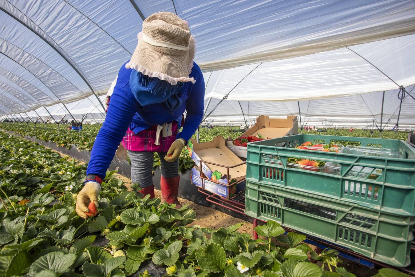 Campos de fresas: en busca de la fruta perfecta