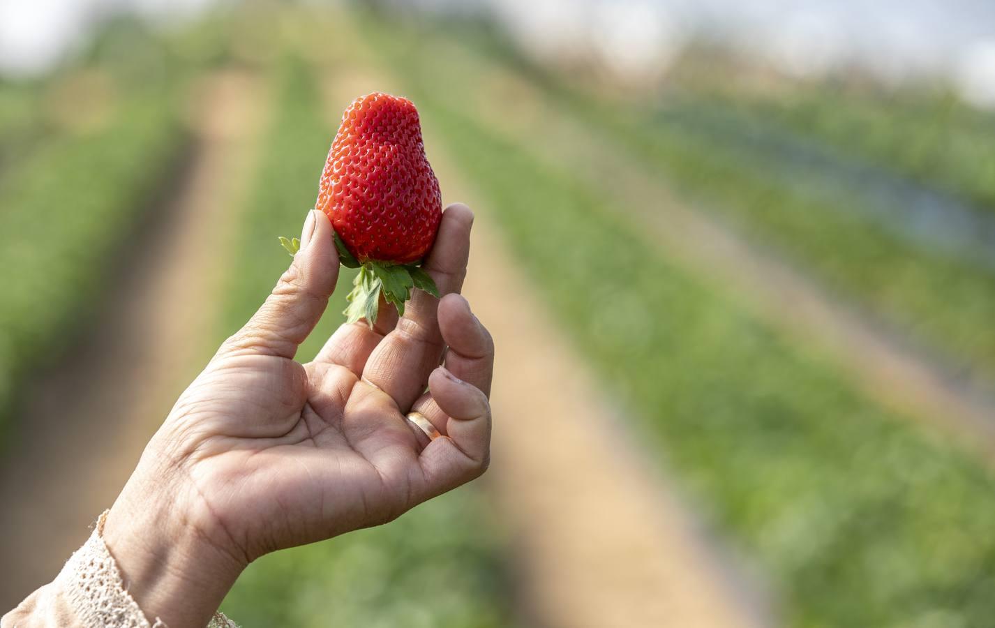 Campos de fresas: en busca de la fruta perfecta