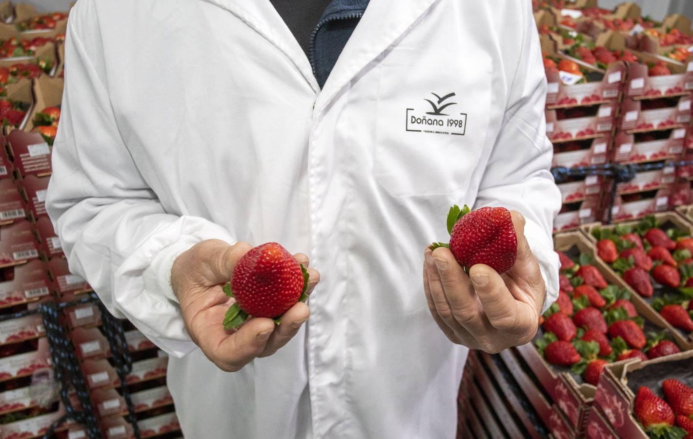 Campos de fresas: en busca de la fruta perfecta