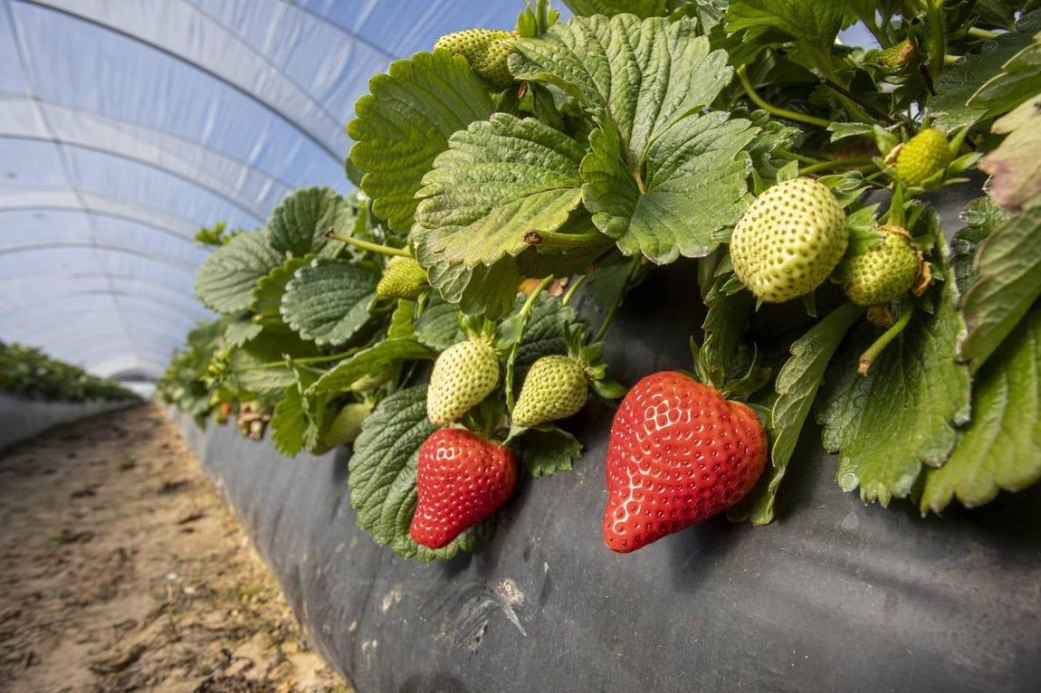 Campos de fresas: en busca de la fruta perfecta