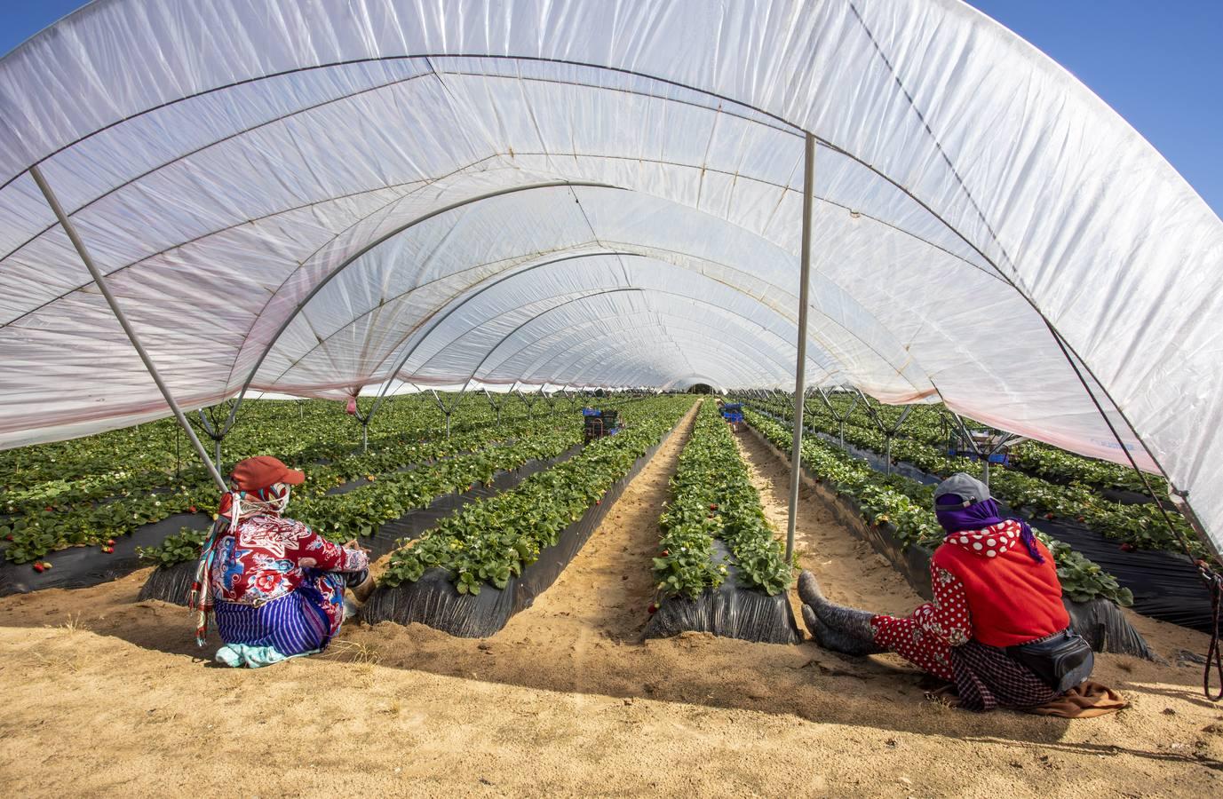 Campos de fresas: en busca de la fruta perfecta