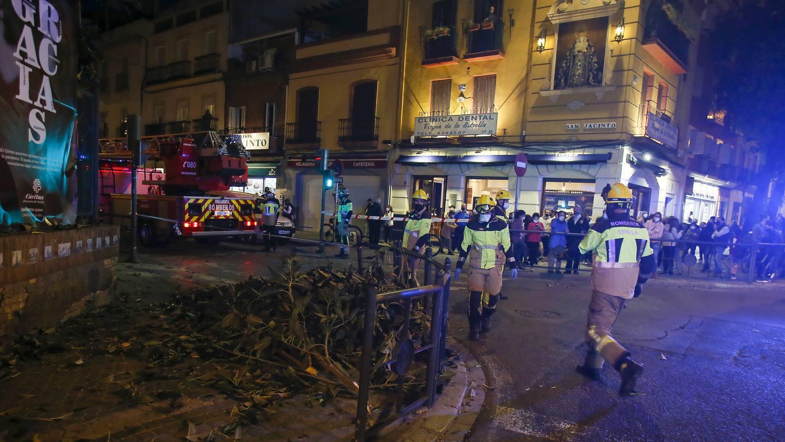 Tres mujeres hospitalizadas por la caída de una rama del ficus centenario de San Jacinto