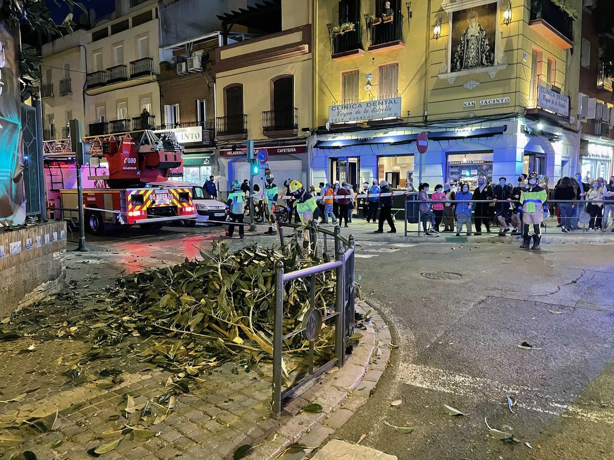 Tres mujeres hospitalizadas por la caída de una rama del ficus centenario de San Jacinto