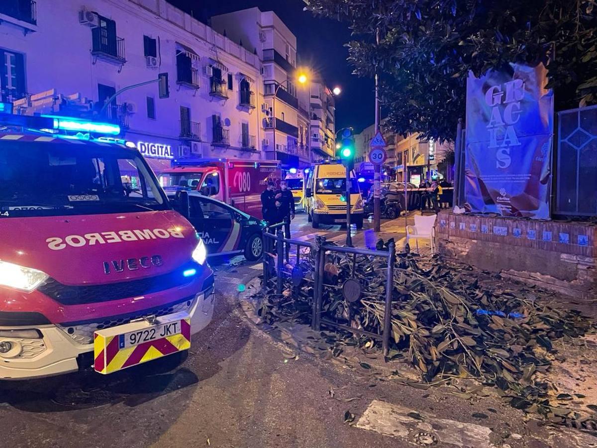 Seis heridos tras caer una gran rama del ficus centenario de la parroquia de San Jacinto en Sevilla