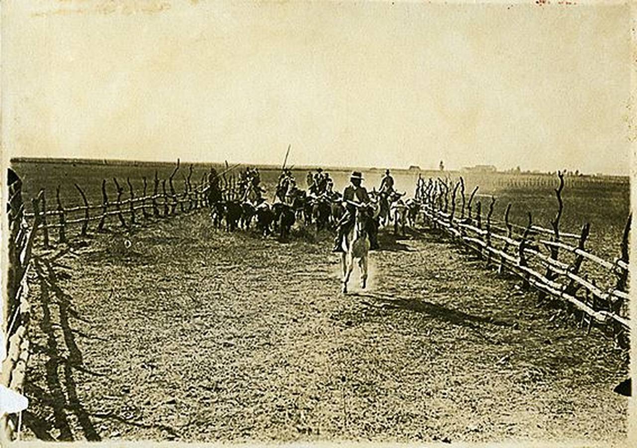 Fotogalería: El origen inglés de las Marismas de Sevilla