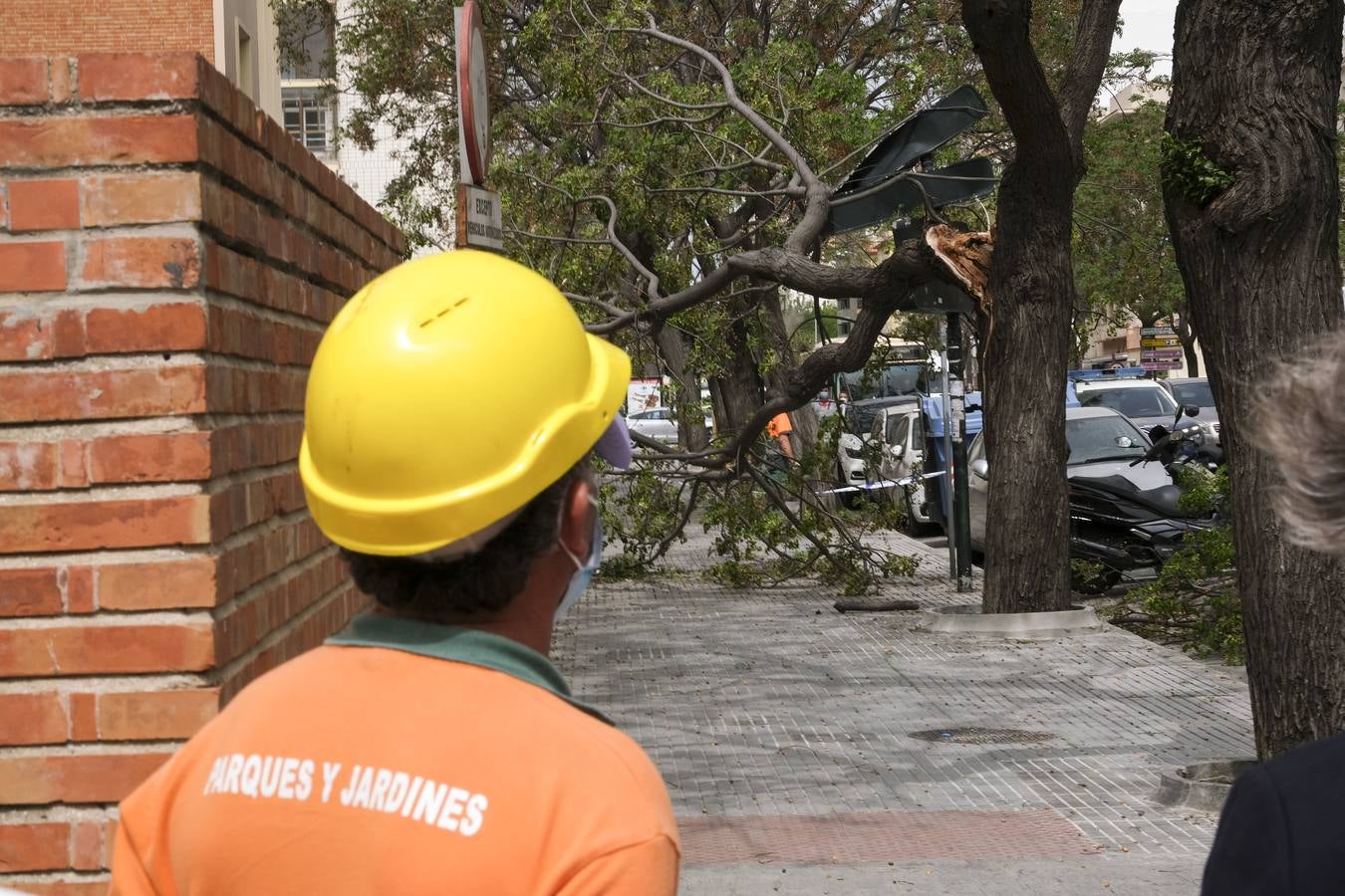 FOTOS: El temporal de Levante tira árboles y causa destrozos en Cádiz