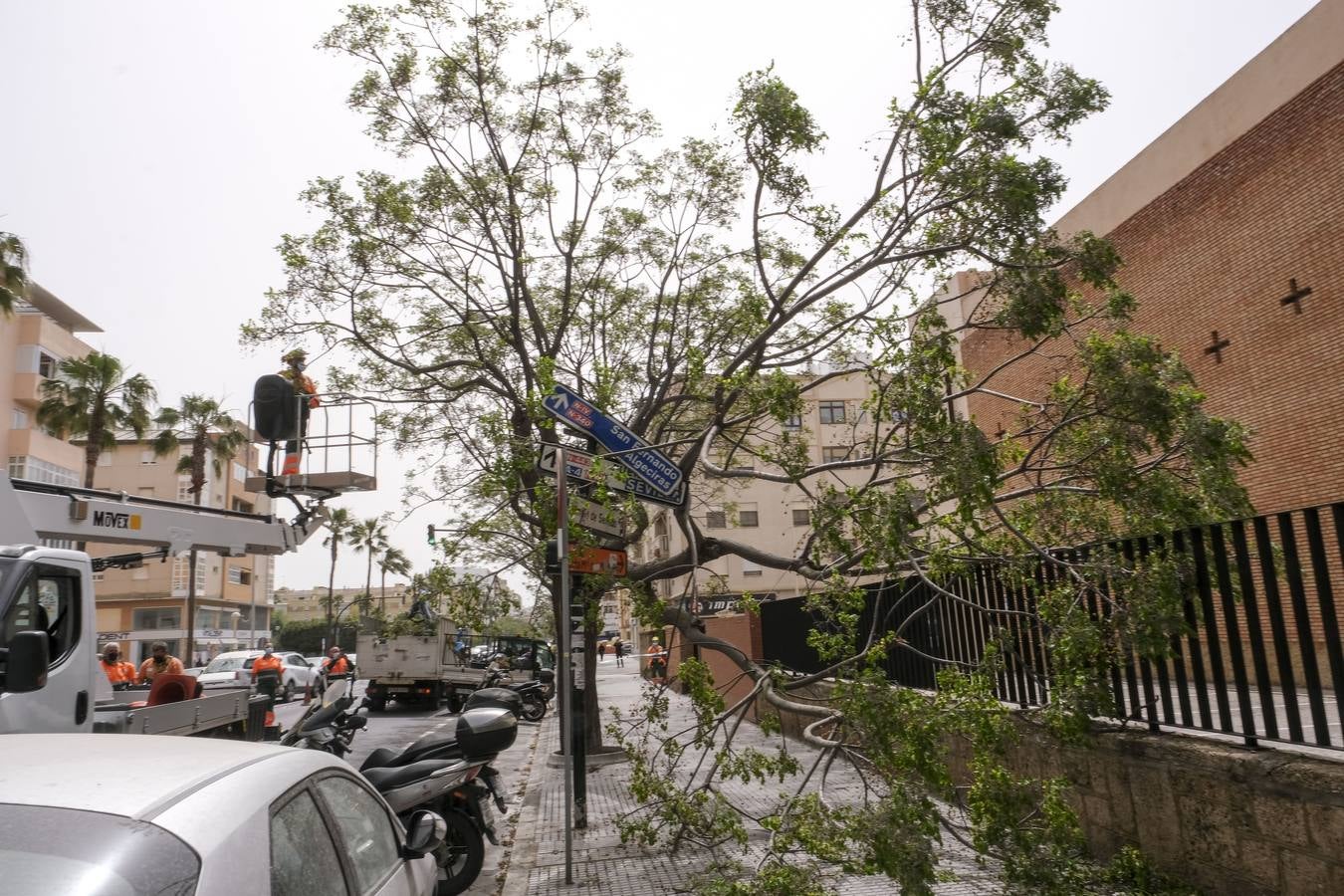 FOTOS: El temporal de Levante tira árboles y causa destrozos en Cádiz