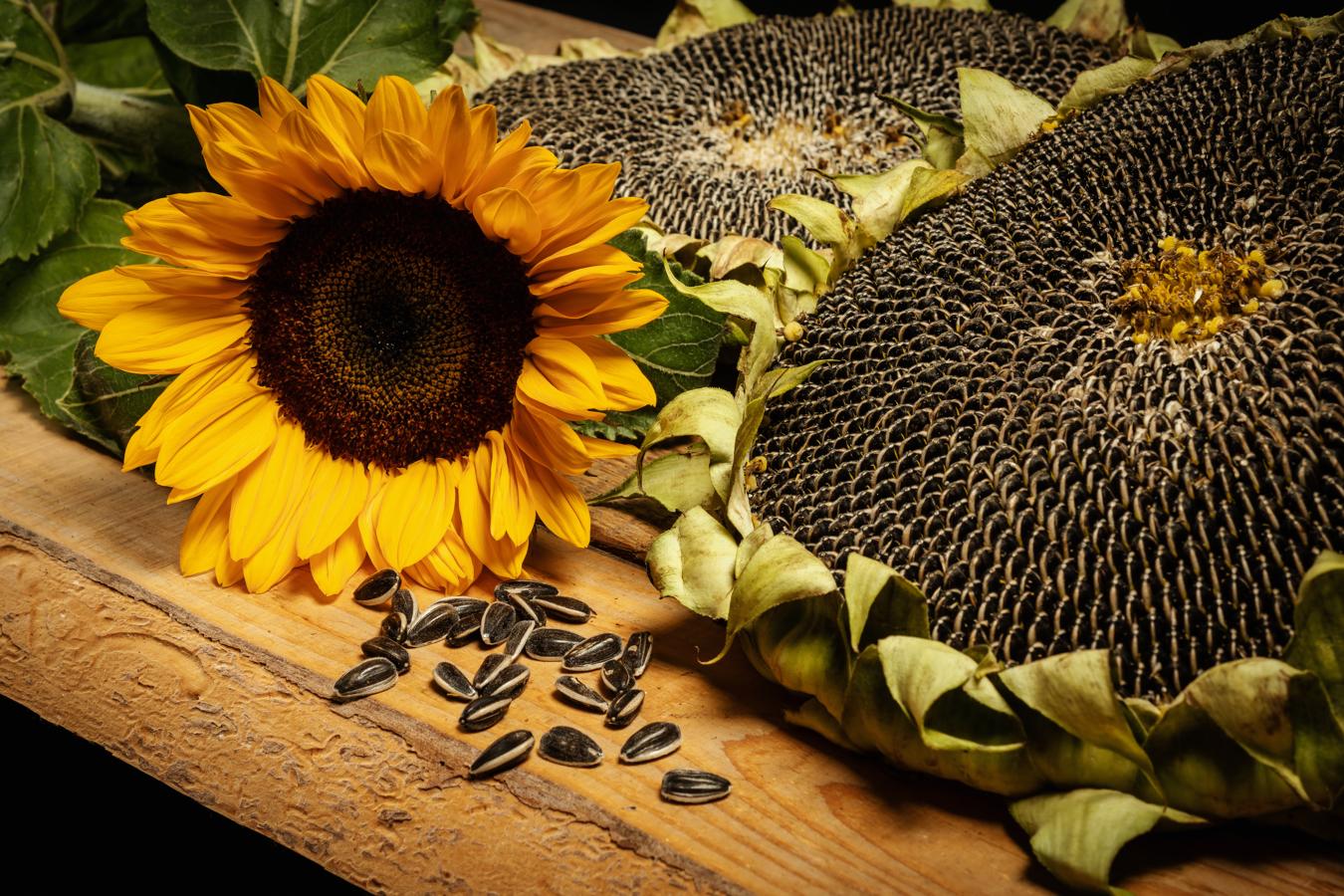 Pipas de girasol. La vitamina B5 o ácido pantoténico previene la caída del pelo, y las pipas de girasol aportan estos minerales que también ayudan a nuestro organismo.