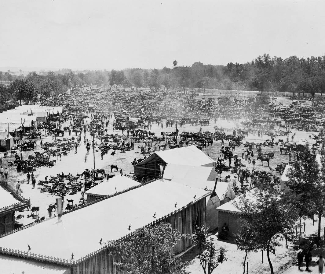 Feria de ganado en  Sevilla a principios del siglo XX