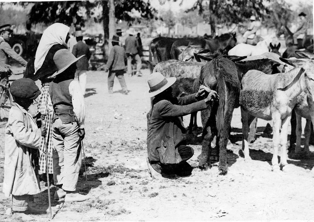 Preparando al burro para la venta en el mercado de ganados de la Feria de Abril de Sevilla de 1936