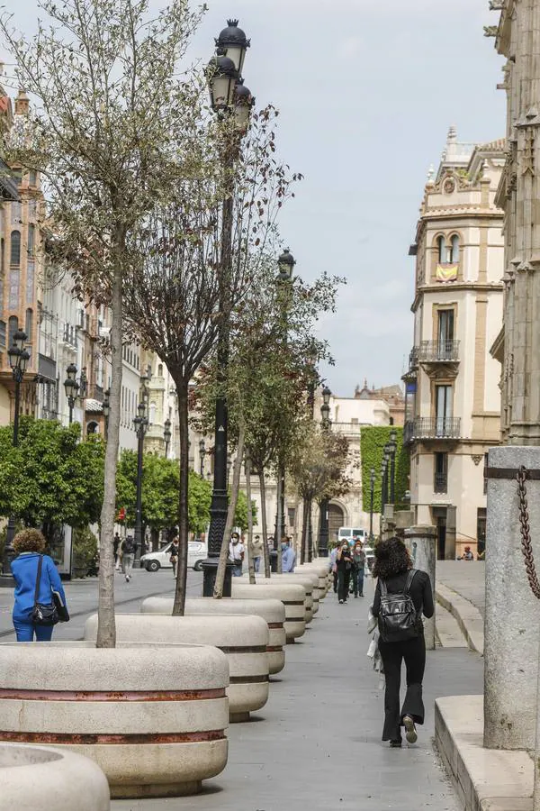 Los olvidados macetones del Centro de Sevilla
