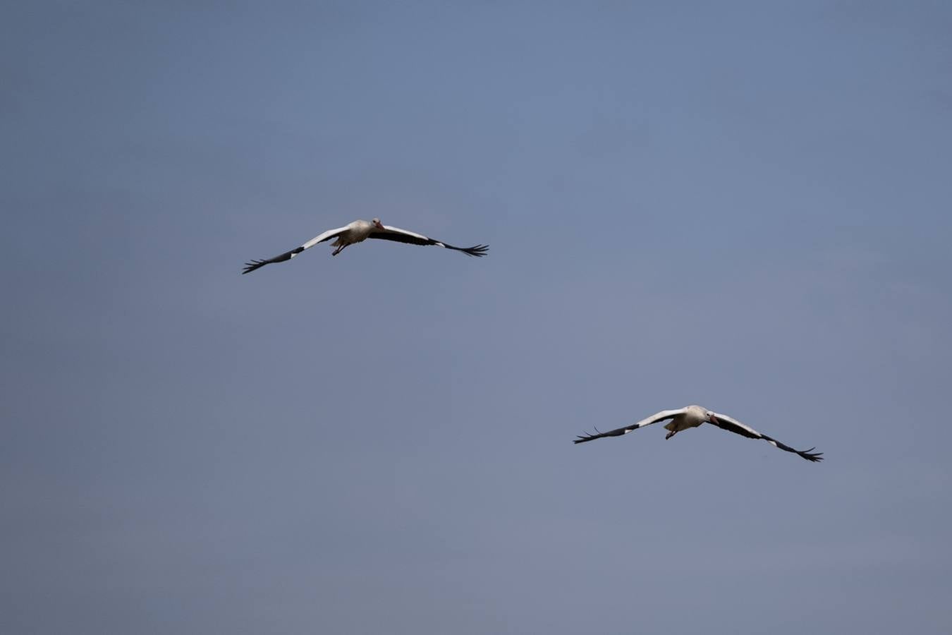 Las cigüeñas preparan sus nidos en Doñana