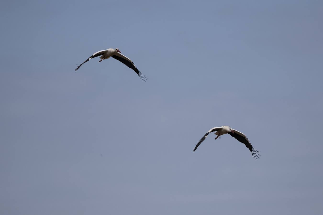 Las cigüeñas preparan sus nidos en Doñana