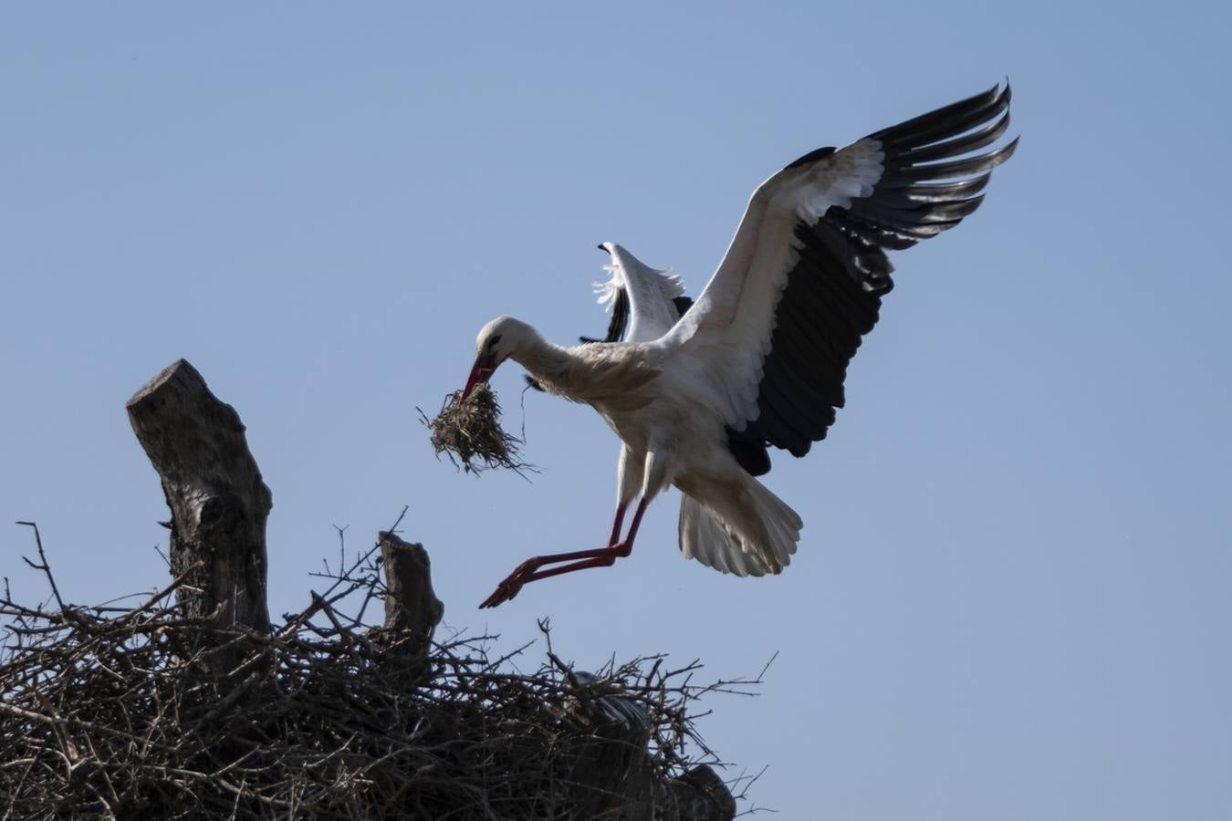 Las cigüeñas preparan sus nidos en Doñana