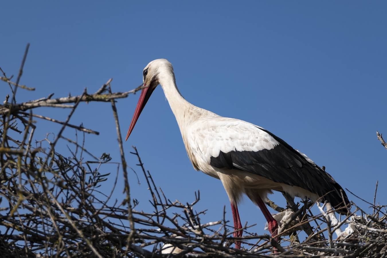 Las cigüeñas preparan sus nidos en Doñana