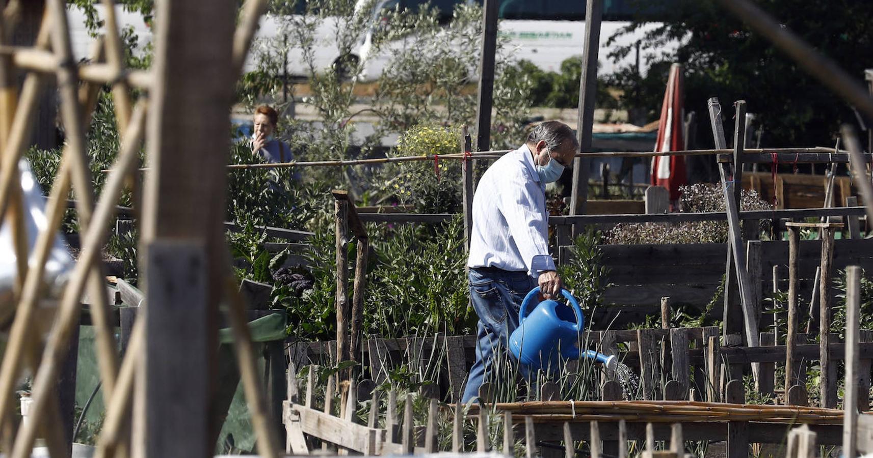 Los huertos urbanos de Córdoba, en imágenes