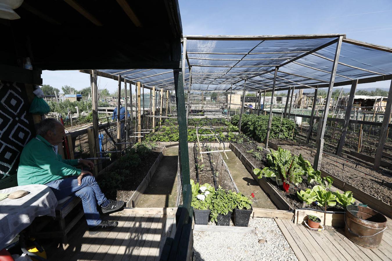 Los huertos urbanos de Córdoba, en imágenes