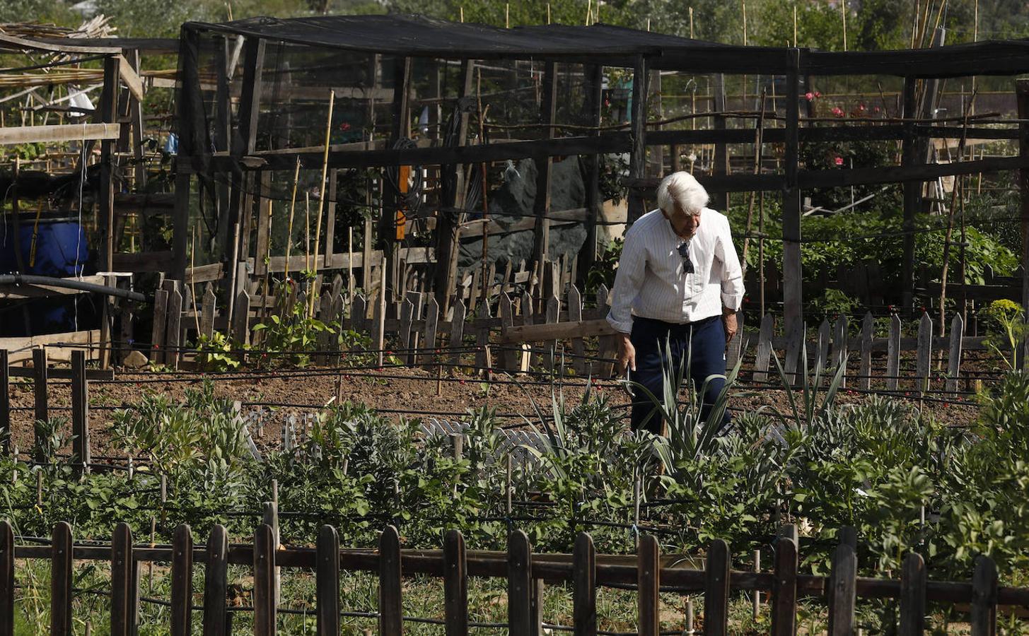 Los huertos urbanos de Córdoba, en imágenes