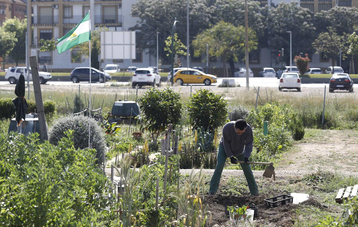 Los huertos urbanos de Córdoba, en imágenes