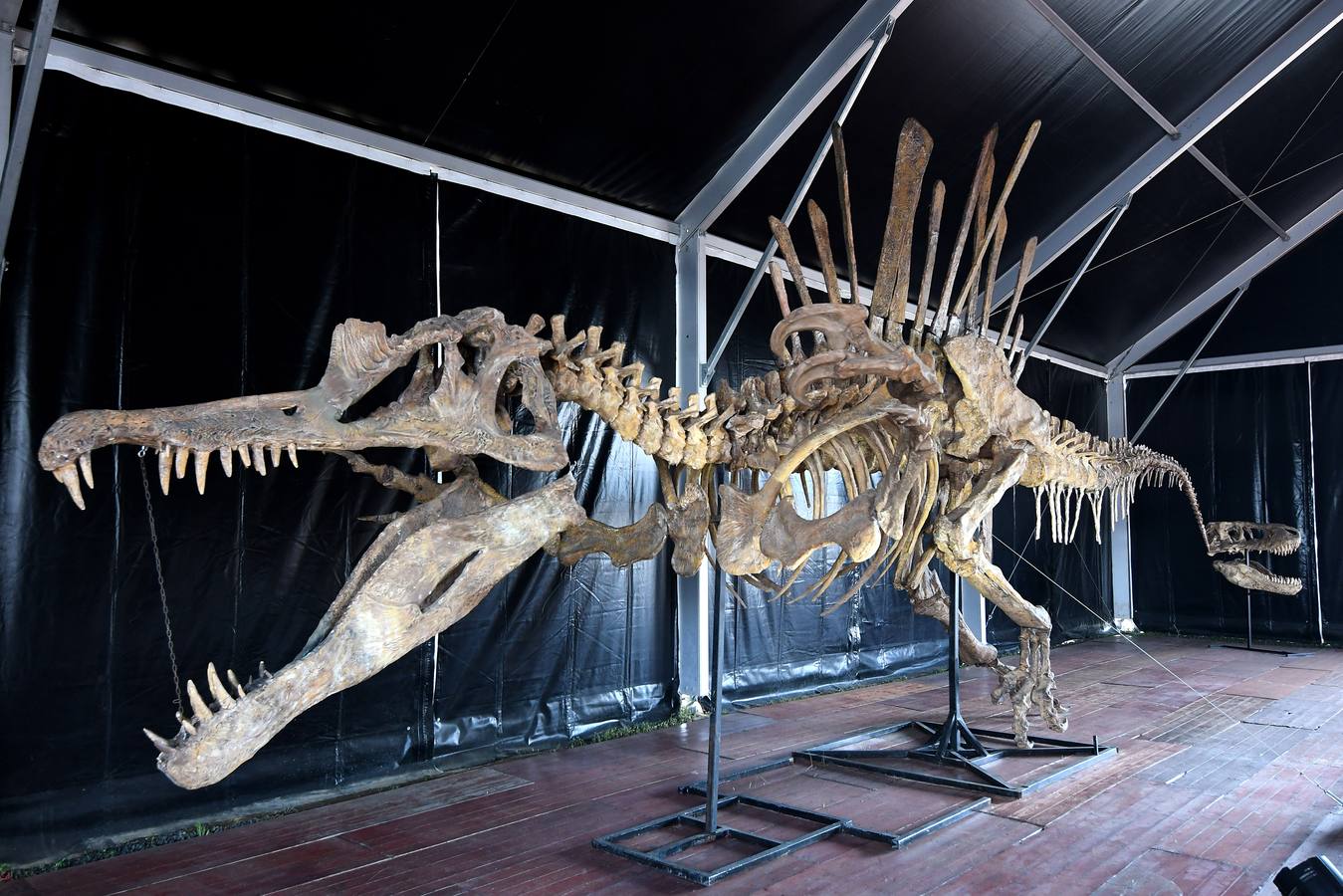 Dino Expo XXL en Sevilla