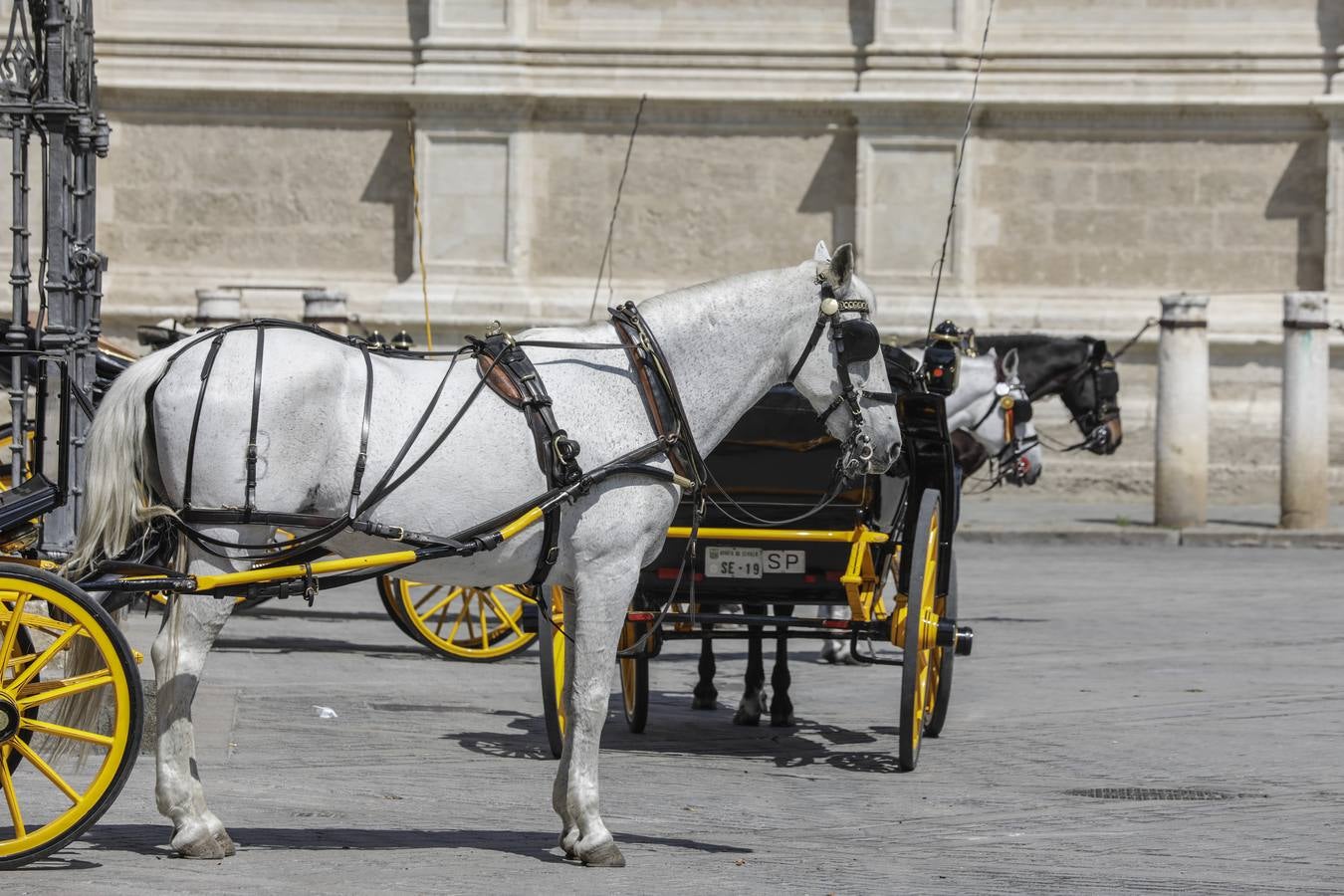 Los coches de caballos de Sevilla lanzan un SOS