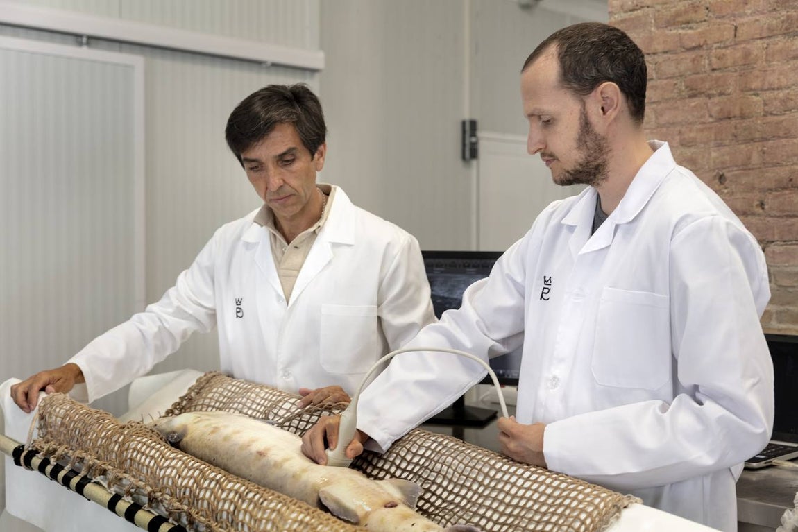 Distintas fases del proceso de elaboración del caviar de Río Frío