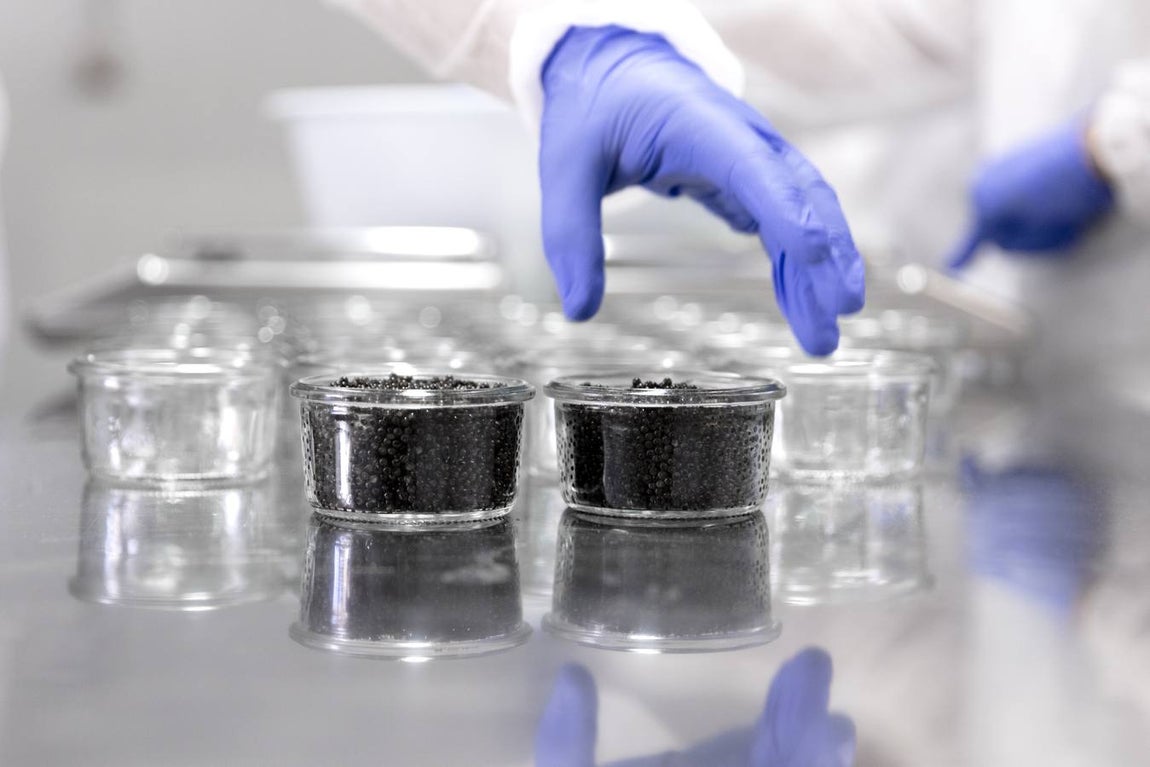 Distintas fases del proceso de elaboración del caviar de Río Frío