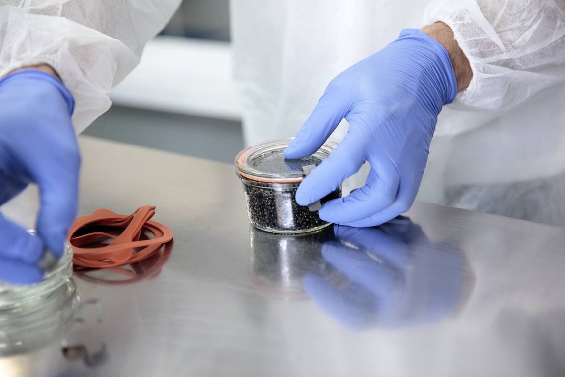 Distintas fases del proceso de elaboración del caviar de Río Frío