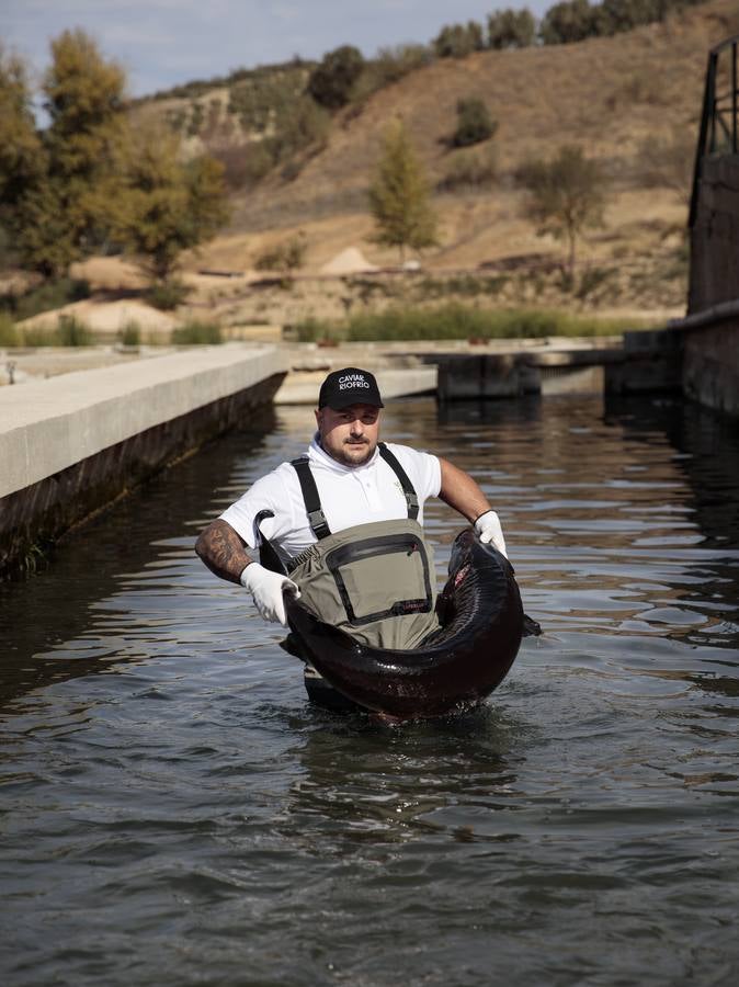Distintas fases del proceso de elaboración del caviar de Río Frío