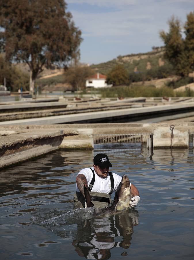 Distintas fases del proceso de elaboración del caviar de Río Frío