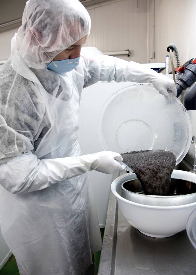 Distintas fases del proceso de elaboración del caviar de Río Frío