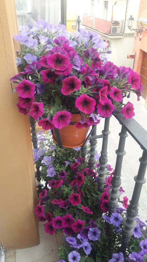 Balcones y rincones llenos de flores en el barrio de Santa Cruz