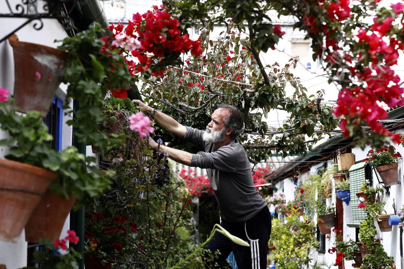 Los preparativos de los Patios de Córdoba, en imágenes