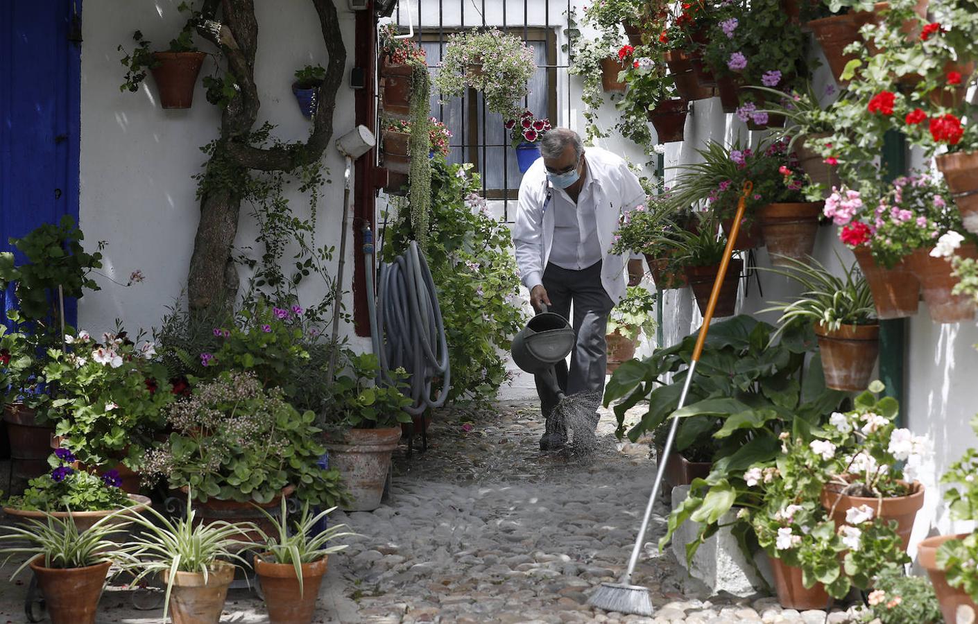 Los preparativos de los Patios de Córdoba, en imágenes