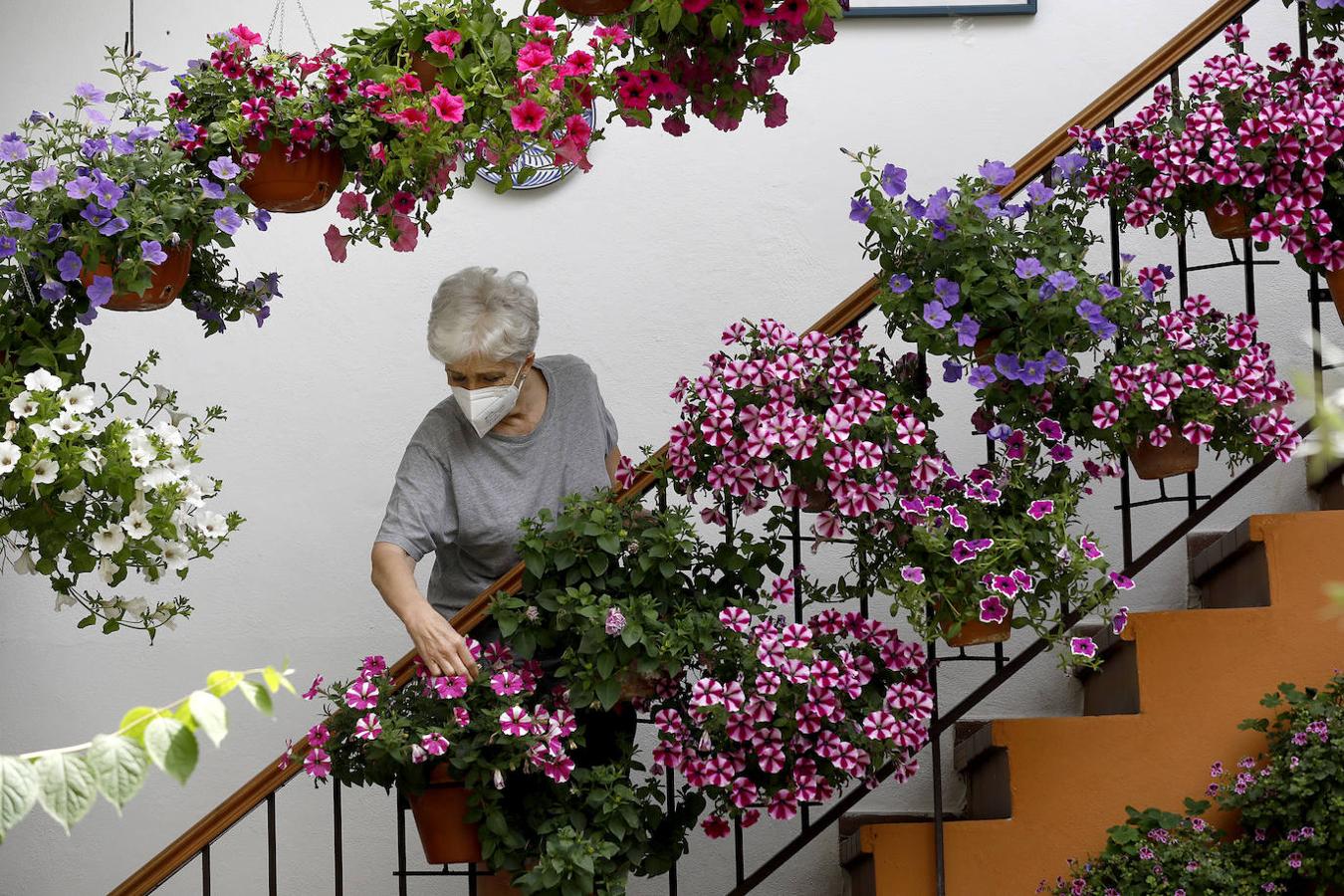 Los preparativos de los Patios de Córdoba, en imágenes